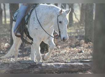 Quarter horse américain, Hongre, 12 Ans, 152 cm, Gris