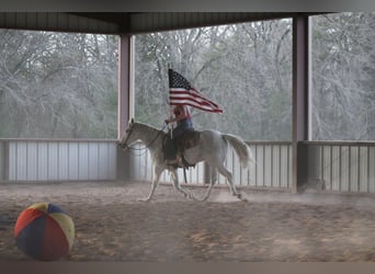 Quarter horse américain, Hongre, 12 Ans, 152 cm, Gris