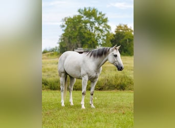 Quarter horse américain, Hongre, 12 Ans, 152 cm, Gris