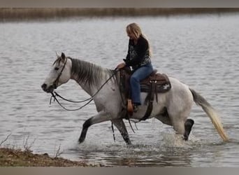 Quarter horse américain, Hongre, 12 Ans, 152 cm, Gris