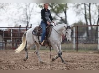 Quarter horse américain, Hongre, 12 Ans, 152 cm, Gris