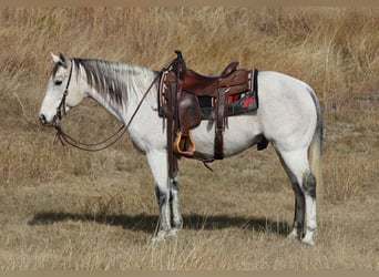 Quarter horse américain, Hongre, 12 Ans, 152 cm, Gris