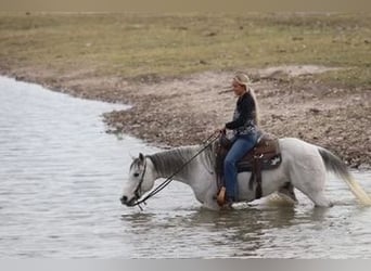 Quarter horse américain, Hongre, 12 Ans, 152 cm, Gris