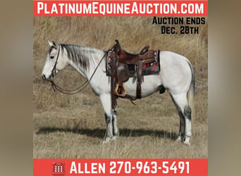 Quarter horse américain, Hongre, 12 Ans, 152 cm, Gris
