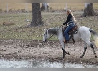 Quarter horse américain, Hongre, 12 Ans, 152 cm, Gris