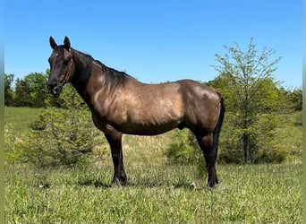 Quarter horse américain, Hongre, 12 Ans, 152 cm, Grullo