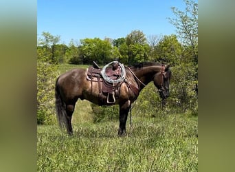 Quarter horse américain, Hongre, 12 Ans, 152 cm, Grullo