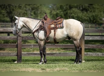 Quarter horse américain, Hongre, 12 Ans, 152 cm, Isabelle