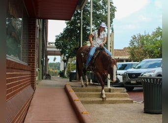 Quarter horse américain, Hongre, 12 Ans, 152 cm, Isabelle