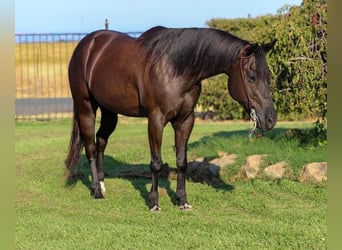 Quarter horse américain, Hongre, 12 Ans, 152 cm, Noir