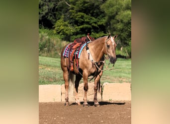 Quarter horse américain, Hongre, 12 Ans, 152 cm, Palomino