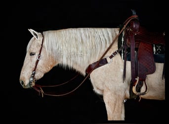 Quarter horse américain, Hongre, 12 Ans, 152 cm, Palomino