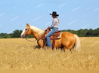 Quarter horse américain, Hongre, 12 Ans, 152 cm, Palomino