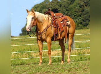 Quarter horse américain, Hongre, 12 Ans, 152 cm, Palomino