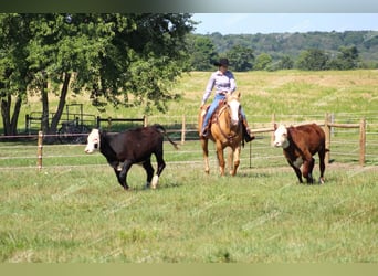 Quarter horse américain, Hongre, 12 Ans, 152 cm, Palomino