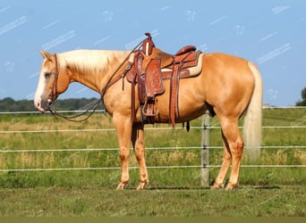 Quarter horse américain, Hongre, 12 Ans, 152 cm, Palomino