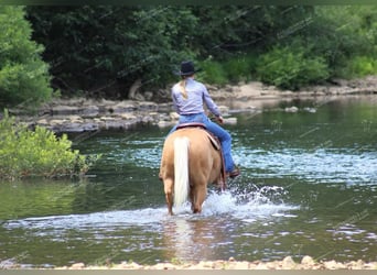 Quarter horse américain, Hongre, 12 Ans, 152 cm, Palomino