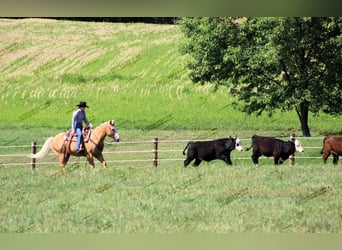 Quarter horse américain, Hongre, 12 Ans, 152 cm, Palomino