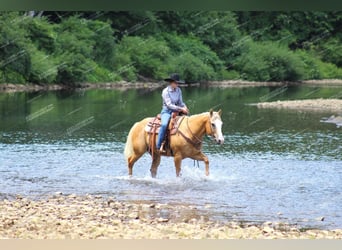 Quarter horse américain, Hongre, 12 Ans, 152 cm, Palomino