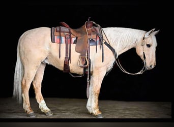 Quarter horse américain, Hongre, 12 Ans, 152 cm, Palomino