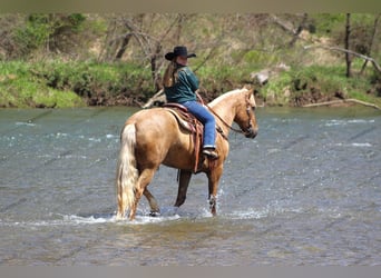 Quarter horse américain, Hongre, 12 Ans, 152 cm, Palomino