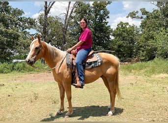 Quarter horse américain, Hongre, 12 Ans, 152 cm, Palomino