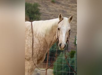 Quarter horse américain, Hongre, 12 Ans, 152 cm, Palomino