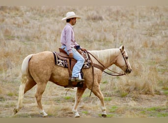 Quarter horse américain, Hongre, 12 Ans, 152 cm, Palomino