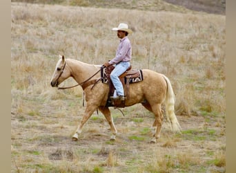 Quarter horse américain, Hongre, 12 Ans, 152 cm, Palomino