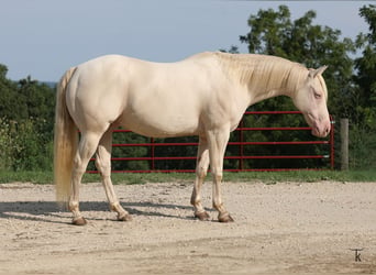 Quarter horse américain, Hongre, 12 Ans, 152 cm, Perlino