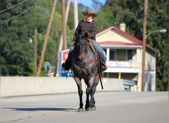 Quarter horse américain, Hongre, 12 Ans, 152 cm, Roan-Bay