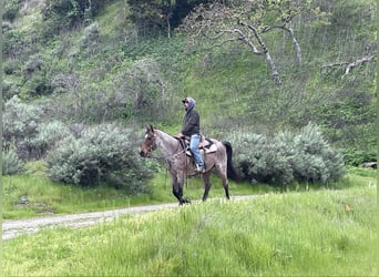 Quarter horse américain, Hongre, 12 Ans, 152 cm, Roan-Bay