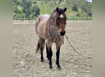Quarter horse américain, Hongre, 12 Ans, 152 cm, Roan-Bay
