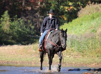 Quarter horse américain, Hongre, 12 Ans, 152 cm, Rouan Bleu