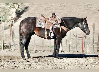 Quarter horse américain, Hongre, 12 Ans, 152 cm, Rouan Bleu