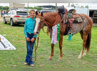 Quarter horse américain, Hongre, 12 Ans, 152 cm, Rouan Rouge