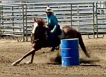 Quarter horse américain, Hongre, 12 Ans, 152 cm, Rouan Rouge