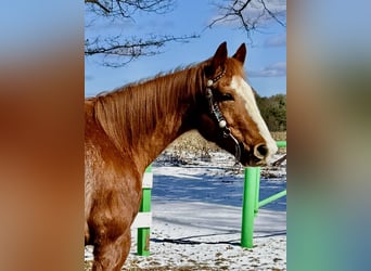 Quarter horse américain, Hongre, 12 Ans, 152 cm, Rouan Rouge