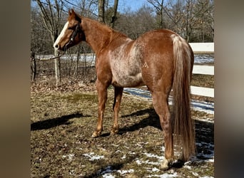 Quarter horse américain, Hongre, 12 Ans, 152 cm, Rouan Rouge