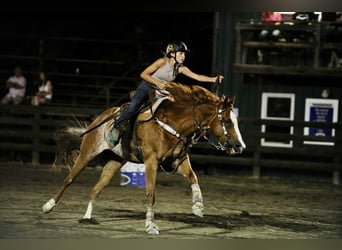 Quarter horse américain, Hongre, 12 Ans, 152 cm, Rouan Rouge