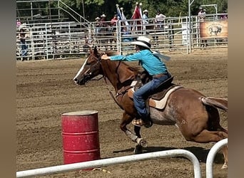 Quarter horse américain, Hongre, 12 Ans, 152 cm, Rouan Rouge