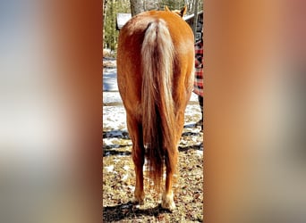 Quarter horse américain, Hongre, 12 Ans, 152 cm, Rouan Rouge