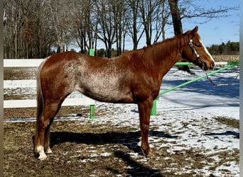 Quarter horse américain, Hongre, 12 Ans, 152 cm, Rouan Rouge
