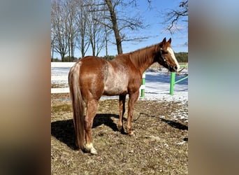 Quarter horse américain, Hongre, 12 Ans, 152 cm, Rouan Rouge