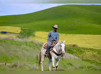 Quarter horse américain, Hongre, 12 Ans, 152 cm, Rouan Rouge