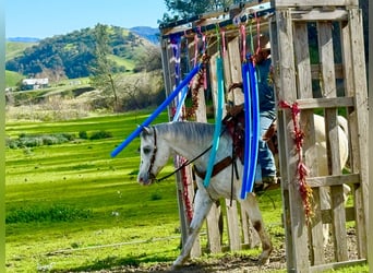 Quarter horse américain, Hongre, 12 Ans, 152 cm, Rouan Rouge