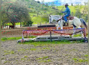 Quarter horse américain, Hongre, 12 Ans, 152 cm, Rouan Rouge