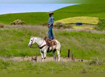 Quarter horse américain, Hongre, 12 Ans, 152 cm, Rouan Rouge