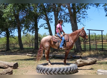 Quarter horse américain, Hongre, 12 Ans, 152 cm, Rouan Rouge