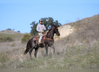 Quarter horse américain, Hongre, 12 Ans, 155 cm, Alezan brûlé